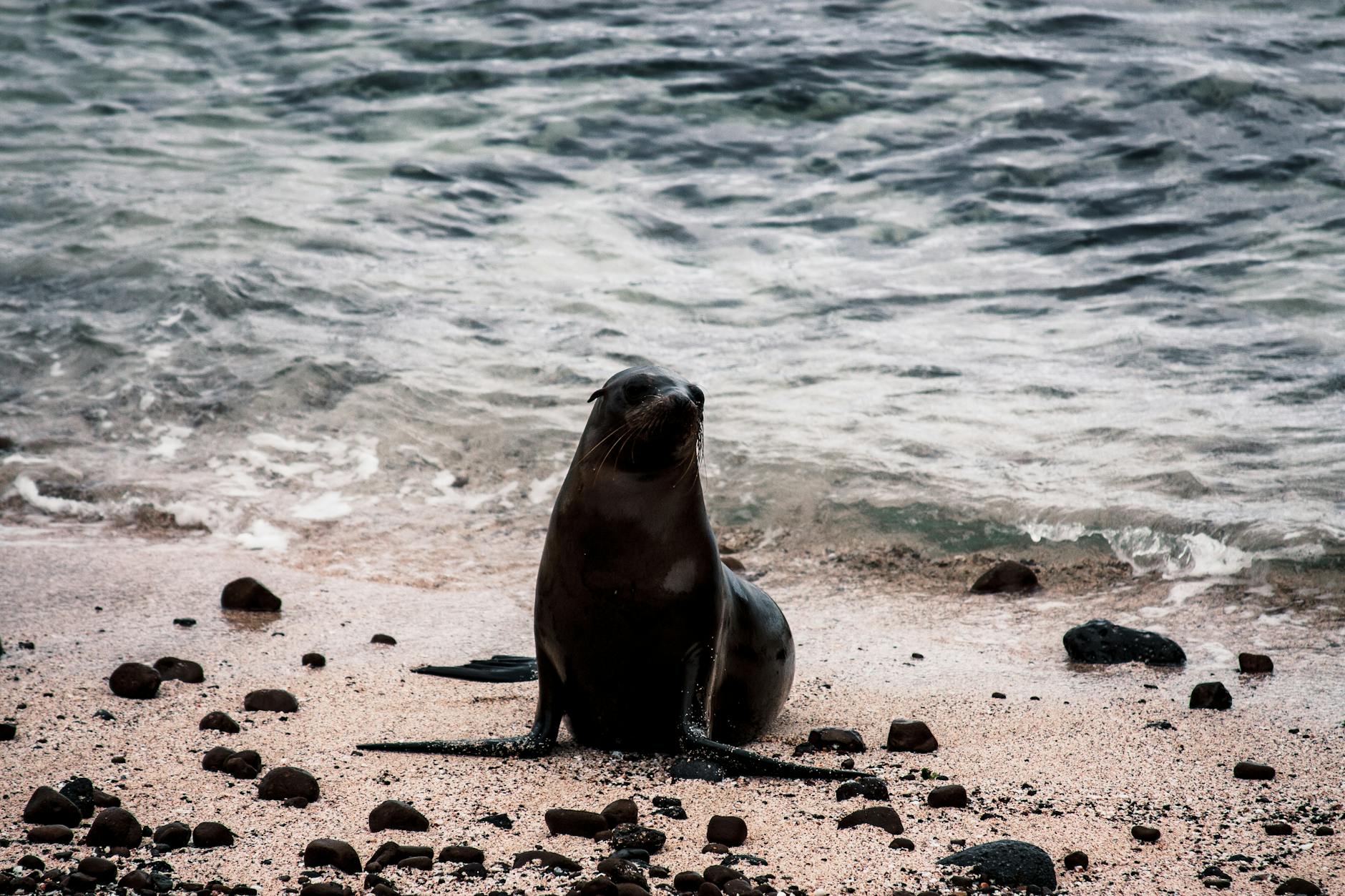 Foka siedząca samotnie na kamienistej plaży nad wzburzonym morzem